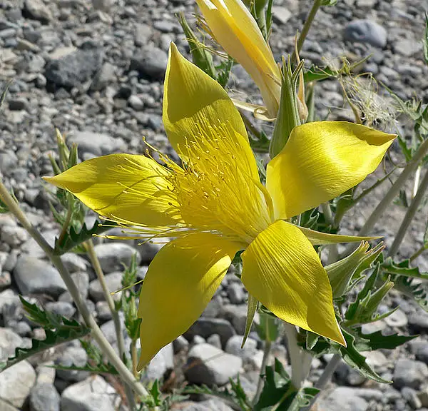 Giant Blazingstar
