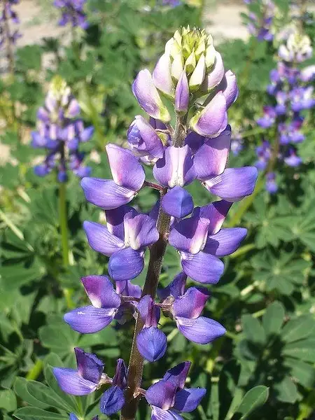 Arroyo Lupine