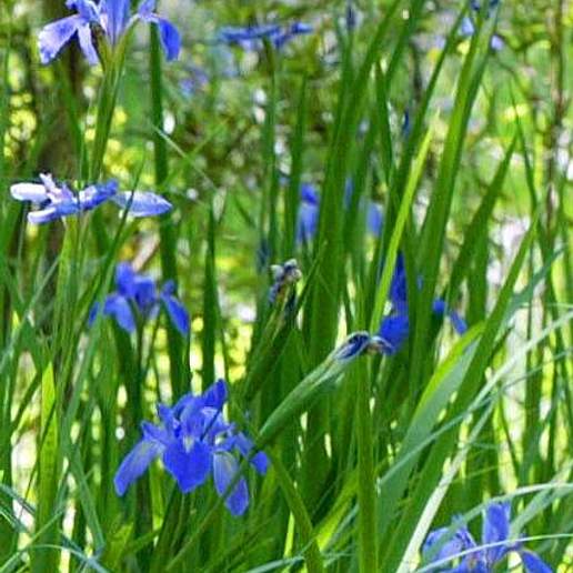 Giant Blue Iris