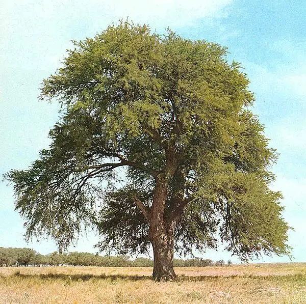 Mesquite