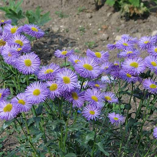 Garden Fleabane