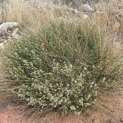 Desert Pepperweed
