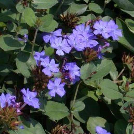 Leadwort