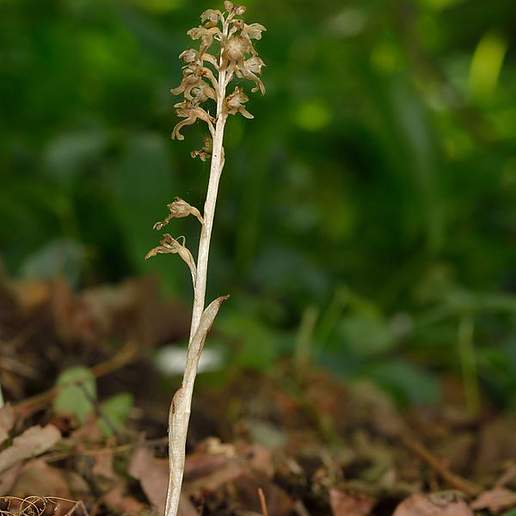 Bird's Nest Orchid