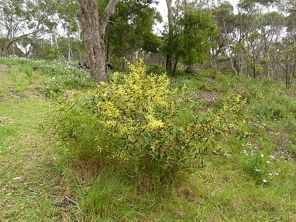 Acacia
