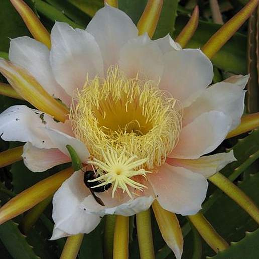 Red Fleshed Dragon Fruit