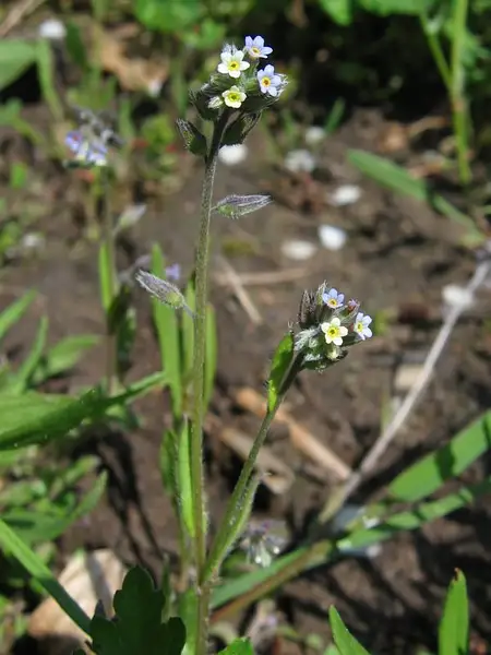 Changing Forget Me Not