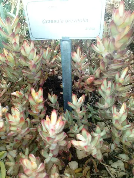 Crassula brevifolia
