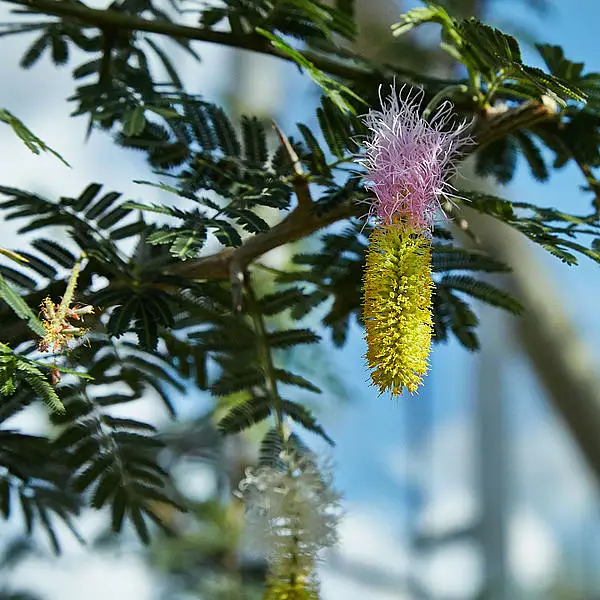 Sicklebush