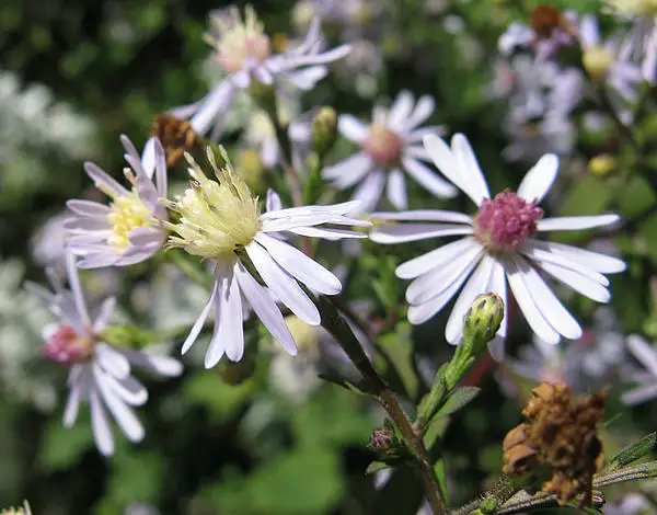 Blue Wood Aster