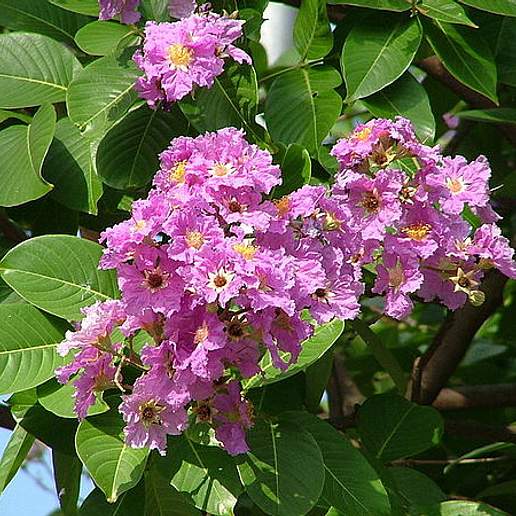 Queen's Crape Myrtle