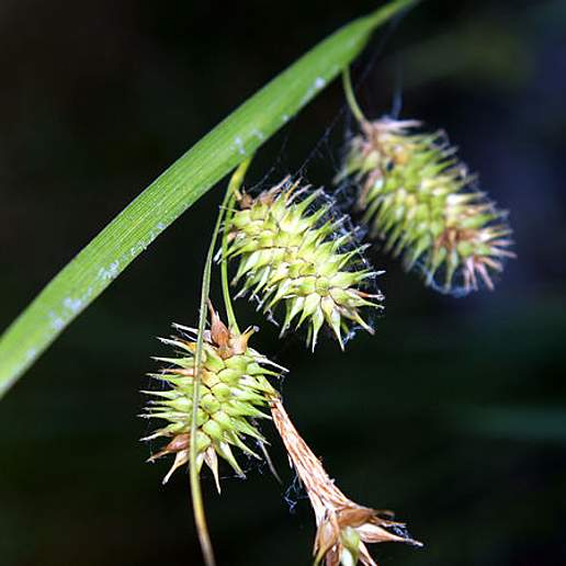 Bottlebrush Sedge