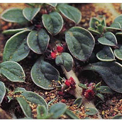 California Amaranth