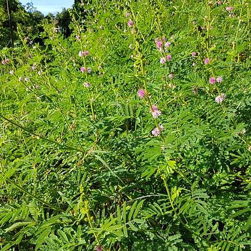 Giant False Sensitive Plant