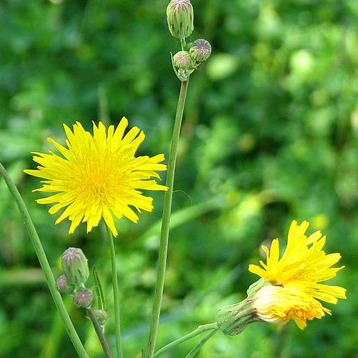 Narrowleaf Hawkweed