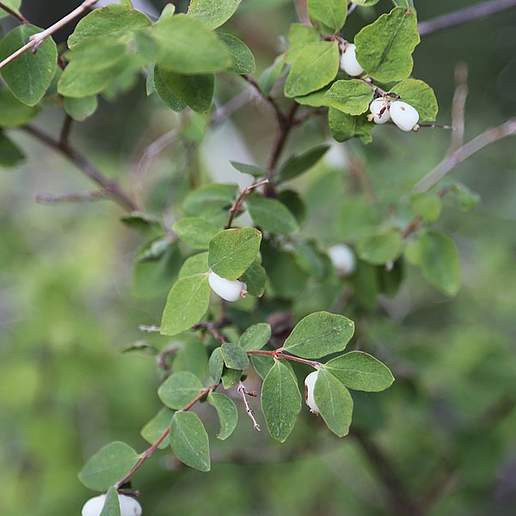 Round Leaved Snowberry