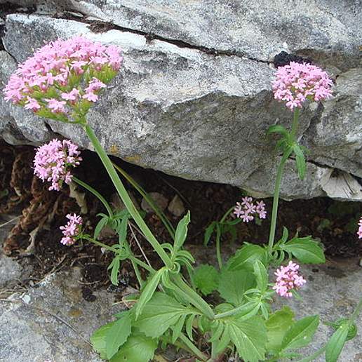Annual Valerian