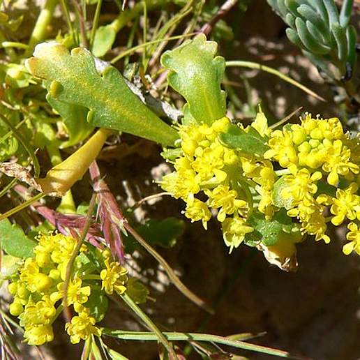 Yellow Pepperweed