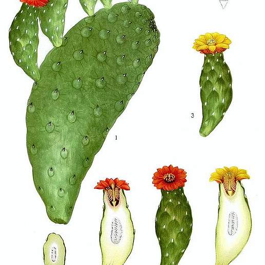 Consolea Opuntia Pbs 'Slim Spiny' Cactus