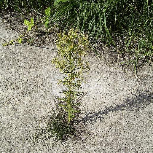 Horseweed