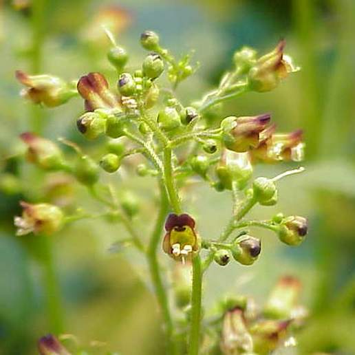 Figwort