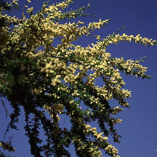 Blackbrush Acacia