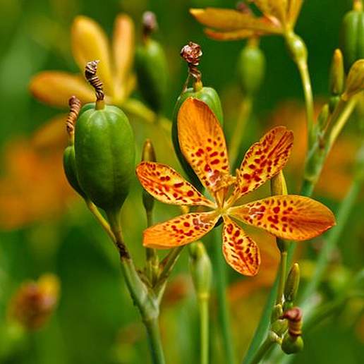 Blackberry Lily