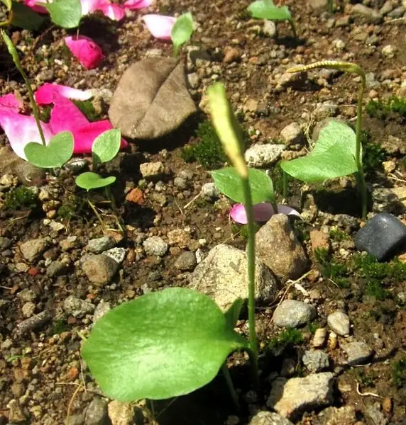 Netted Adder's Tongue