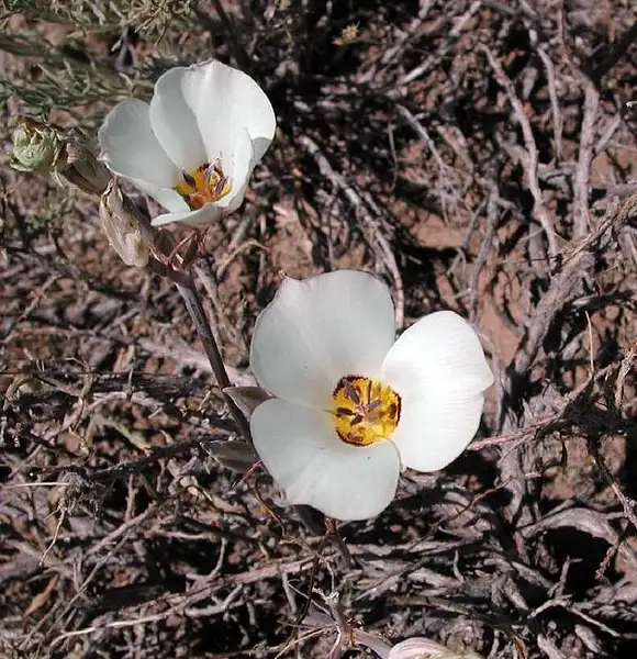 Calochortus Discolor