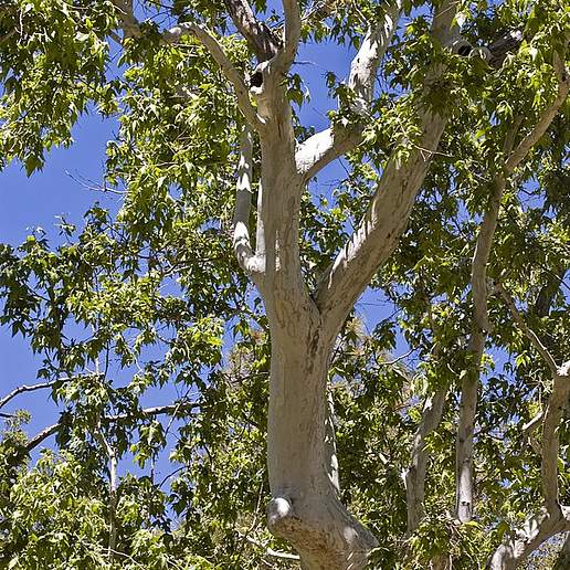 Arizona Sycamore