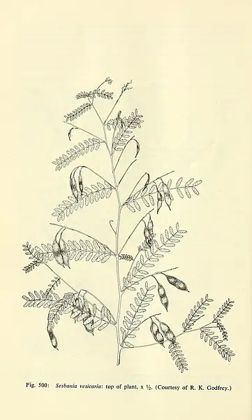 Bladderpod