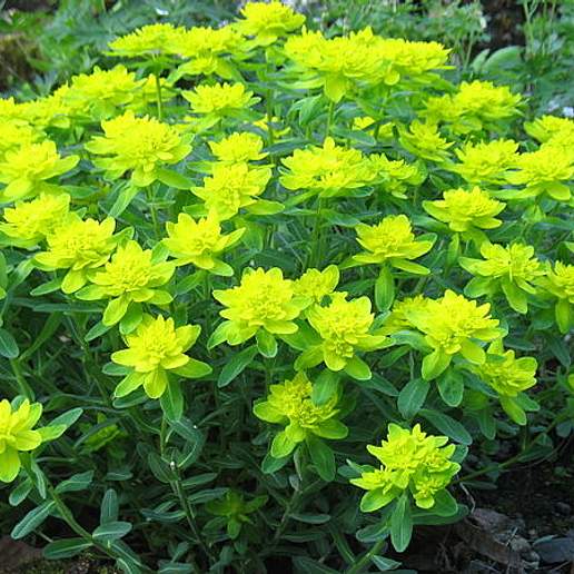 Cushion Spurge