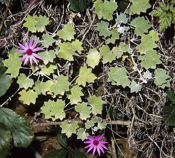 Ceneraria