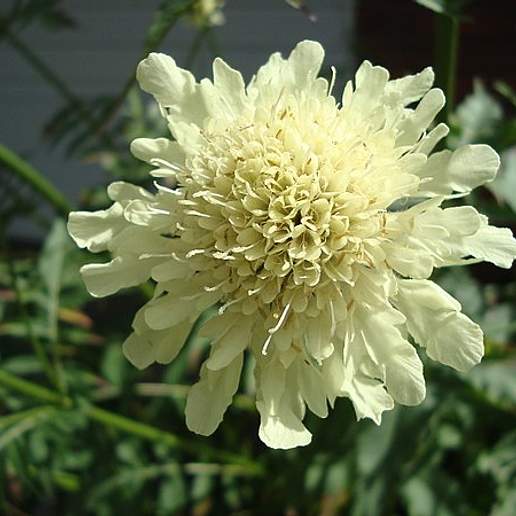Giant Pincushion Flower