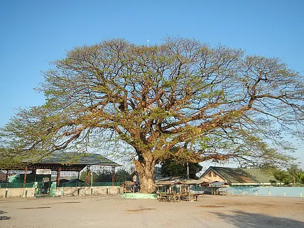Acacia, Wattle