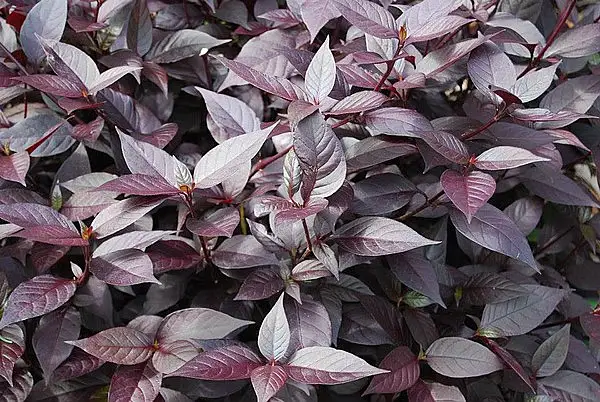 Alternanthera dentata