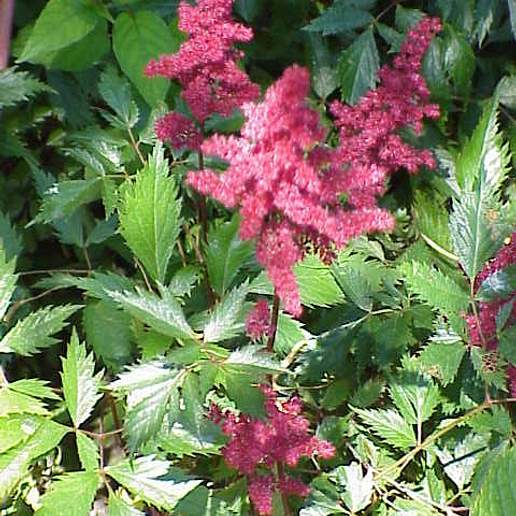 Astilbe