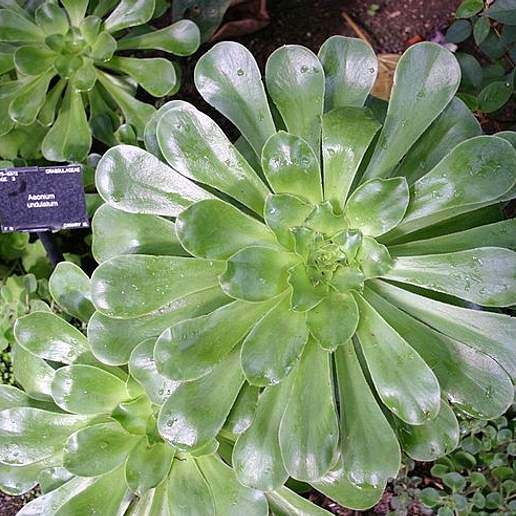 Aeonium 'Lily Pad'
