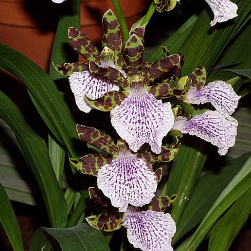 Zygopetalum