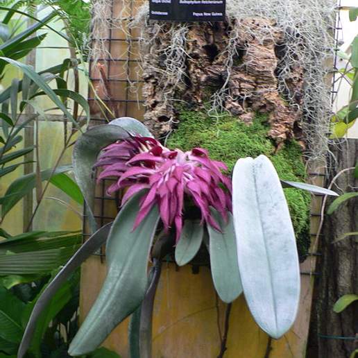 Bulbophyllum fletcherianum