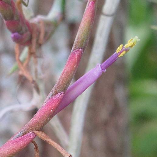 Tillandsia intermedia