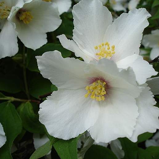 Mock Orange