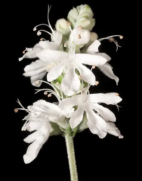 Germander