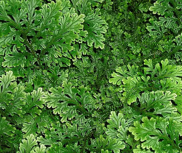 Lesser Clubmoss