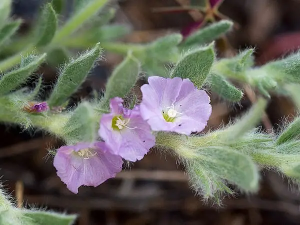 Dwarf Morning Glory