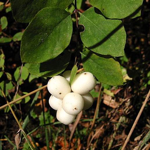 Symphoricarpos