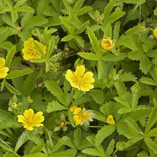 Cinquefoil