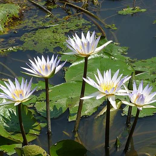 Water Lilies