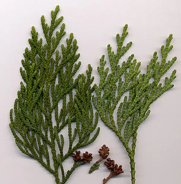 Arborvitae