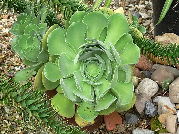 Canary Islands Aeonium